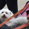 dog walk 2013-5108